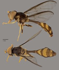 Allobaccha sp. "ZRCBDP0039026"•&copy; Terence Kang•All Rights Reserved