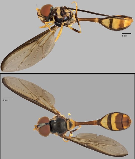 Allobaccha sp. "ZRCBDP0039032"•&copy; Terence Kang•All Rights Reserved