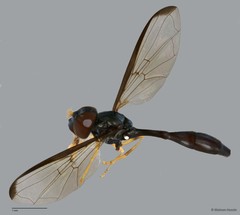 Allobaccha sp. "ZRCBDP0042406"