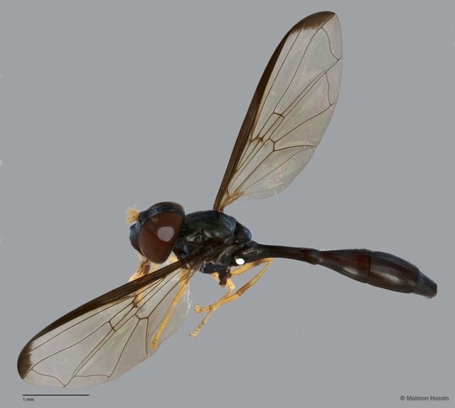 Allobaccha sp. "ZRCBDP0042406"•&copy; Maimon Hussin•All Rights Reserved