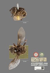 Eosmallota singularis•&copy; Wan FA Jusoh•CC BY 4.0