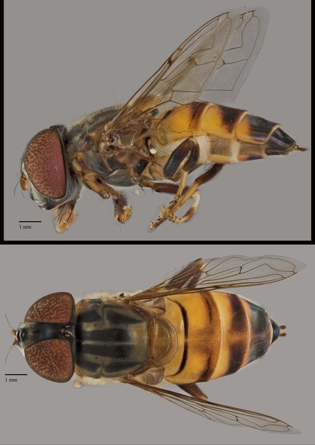 Eristalinus sp. "ZRCBDP0038831"•&copy; Terence Kang•All Rights Reserved
