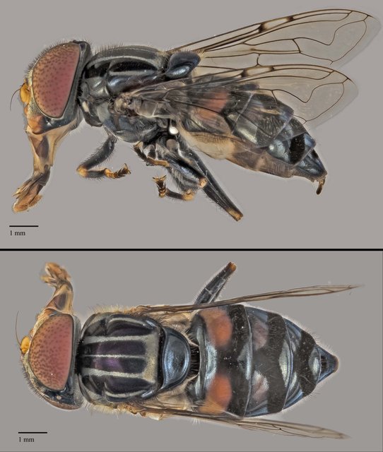 Eristalinus sp. "ZRCBDP0038836"•&copy; Terence Kang•All Rights Reserved