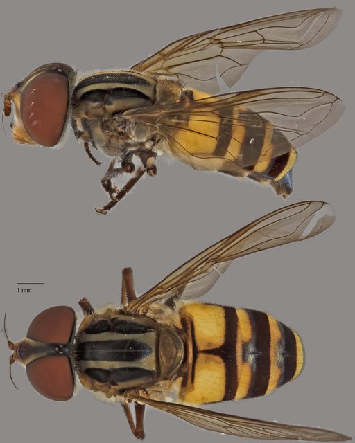 Eristalinus sp. "ZRCBDP0038839"•&copy; Terence Kang•All Rights Reserved