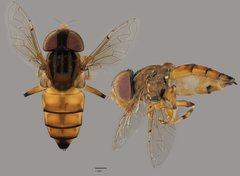 Eristalinus sp. "ZRCBDP0039006"•&copy; Terence Kang•All Rights Reserved