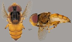 Eristalinus sp. "ZRCBDP0039006"•&copy; Terence Kang•All Rights Reserved