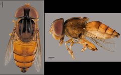 Eristalinus sp. "ZRCBDP0039006"•&copy; Terence Kang•All Rights Reserved