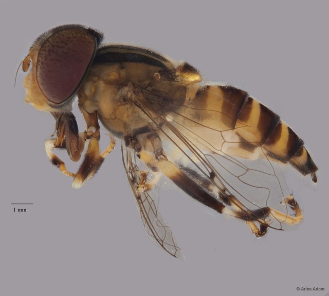 Eristalinus sp. "ZRCBDP0052043"•&copy; Arina Adom•All Rights Reserved