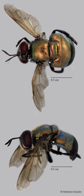 Microdon (Chymophila) sp. "ZRCBDP0072064"•&copy; Maimon Hussin•All Rights Reserved