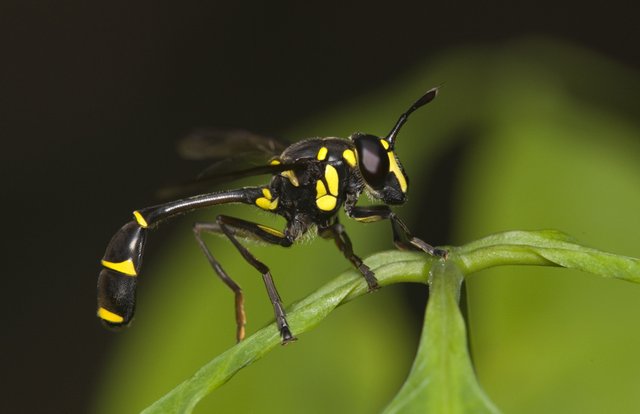 Monoceromyia javana•&copy; Terence Kang•All Rights Reserved