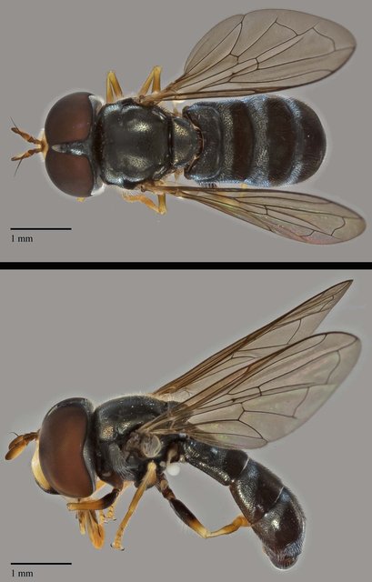 Paragus sp. "ZRCBDP0038853"•&copy; Terence Kang•All Rights Reserved