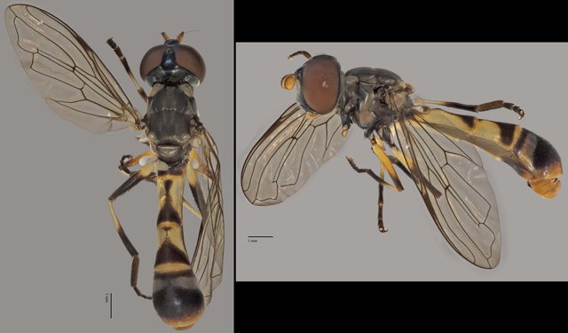 Spheginobaccha sp. "ZRCBDP0038842"•&copy; Terence Kang•All Rights Reserved