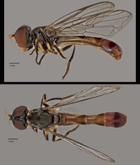 Spheginobaccha sp. "ZRCBDP0038985"•&copy; Terence Kang•All Rights Reserved