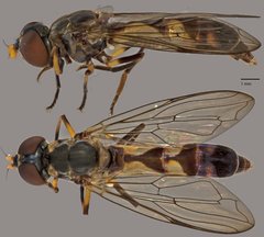 Spheginobaccha sp. "ZRCBDP0038985"•&copy; Terence Kang•All Rights Reserved