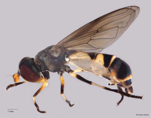 Spheginobaccha sp. "ZRCBDP0052003"•&copy; Arina Adom•All Rights Reserved