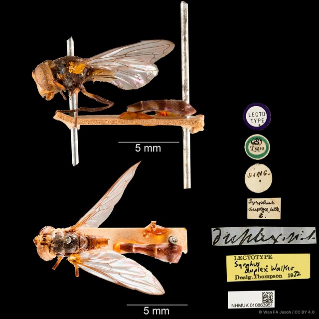Spheginobaccha duplex•&copy; Wan FA Jusoh•CC BY 4.0
