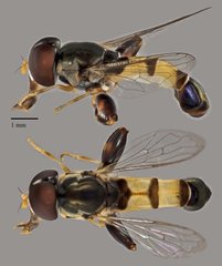 Syritta sp. "ZRCBDP0038805"•&copy; Terence Kang•All Rights Reserved