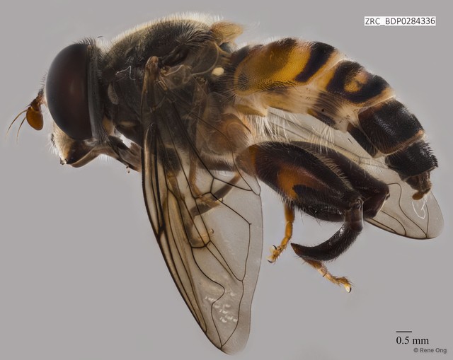 Tigridemyia sp. "ZRCBDP0284336"•&copy; Rene Ong•All Rights Reserved