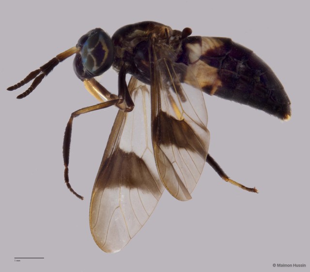 Chrysopsinae sp. "ZRCBDP0016933"•&copy; Maimon Hussin•All Rights Reserved