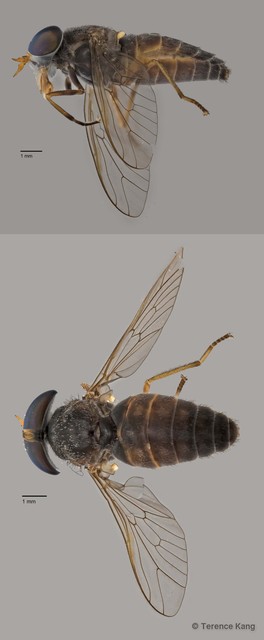 Tabanus sp. "ZRCBDP0016760"•&copy; Terence Kang•All Rights Reserved