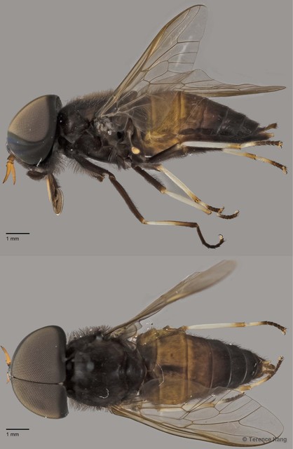 Tabanus sp. "ZRCBDP0016800"•&copy; Terence Kang•All Rights Reserved