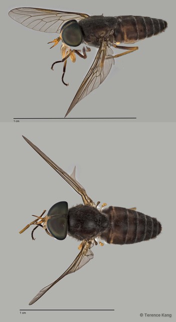 Tabanus sp. "ZRCBDP0016811"•&copy; Terence Kang•All Rights Reserved