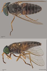 Tabanus sp. "ZRCBDP0016821/ZRCBDP0016840/ZRCBDP0016927/ZRCBDP0016982"•&copy; Terence Kang•All Rights Reserved