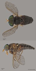 Tabanus sp. "ZRCBDP0016821/ZRCBDP0016840/ZRCBDP0016927/ZRCBDP0016982"•&copy; Terence Kang•All Rights Reserved