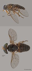 Tabanus sp. "ZRCBDP0016821/ZRCBDP0016840/ZRCBDP0016927/ZRCBDP0016982"•&copy; Terence Kang•All Rights Reserved