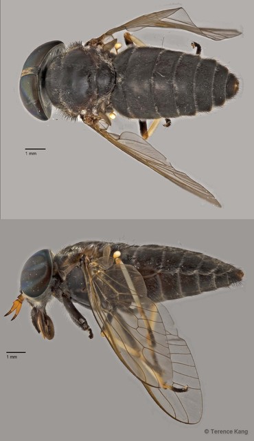 Tabanus sp. "ZRCBDP0016936"•&copy; Terence Kang•All Rights Reserved