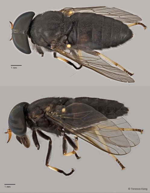 Tabanus sp. "ZRCBDP0016941"•&copy; Terence Kang•All Rights Reserved