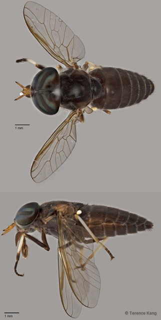 Tabanus sp. "ZRCBDP0016953"•&copy; Terence Kang•All Rights Reserved