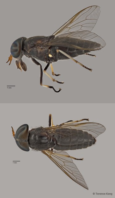 Tabanus sp. "ZRCBDP0016960"•&copy; Terence Kang•All Rights Reserved