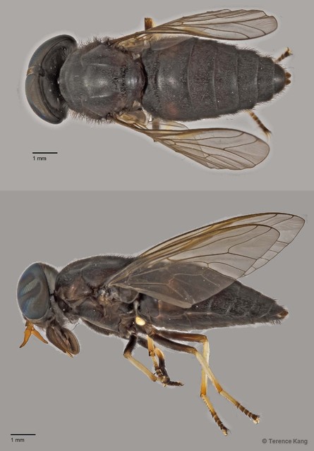 Tabanus sp. "ZRCBDP0016994"•&copy; Terence Kang•All Rights Reserved