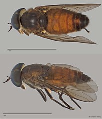 Tabanus sp. "ZRCBDP0017030/ZRCBDP0017176"•&copy; Terence Kang•All Rights Reserved
