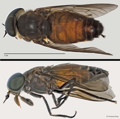 Tabanus sp. "ZRCBDP0017030/ZRCBDP0017176"•&copy; Terence Kang•All Rights Reserved