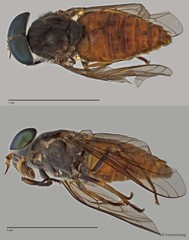 Tabanus sp. "ZRCBDP0017045/ZRCBDP0017091"•&copy; Terence Kang•All Rights Reserved