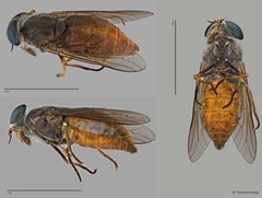 Tabanus sp. "ZRCBDP0017045/ZRCBDP0017091"•&copy; Terence Kang•All Rights Reserved