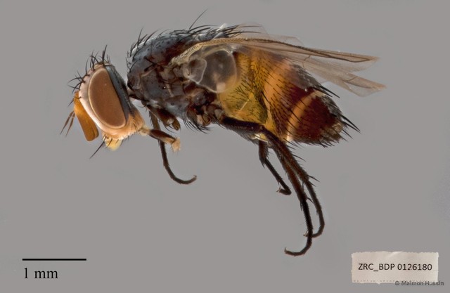 Leskiini sp. "cf. Actia ZRCBDP00126180"•&copy; Maimon Hussin•All Rights Reserved
