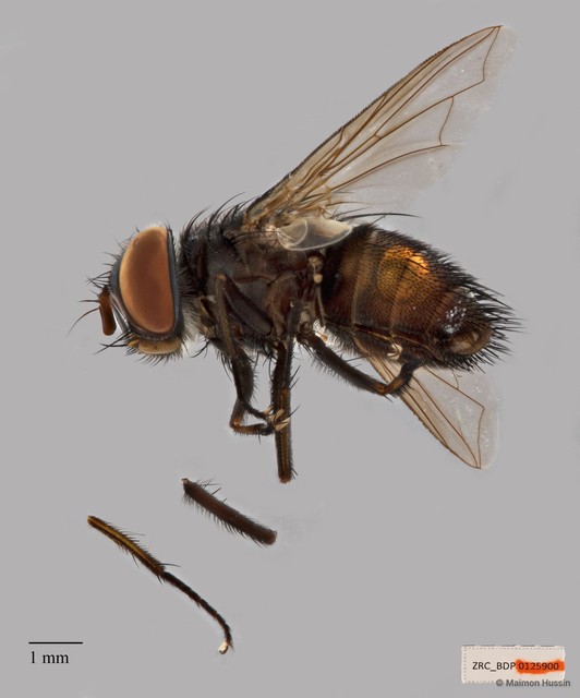 Exoristinae sp. "cf. Argyrophylax ZRCBDP00125900"•&copy; Maimon Hussin•All Rights Reserved