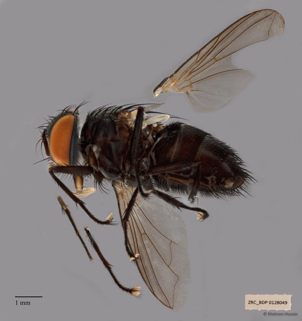 Exoristinae sp. "cf. Argyrophylax ZRCBDP00126517"•&copy; Maimon Hussin•All Rights Reserved