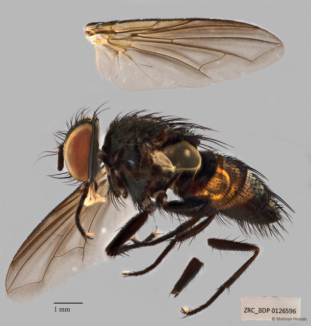Exoristinae sp. "cf. Argyrophylax ZRCBDP00126596"•&copy; Maimon Hussin•All Rights Reserved