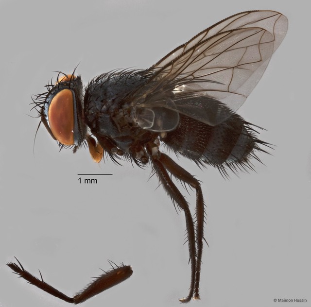 Exoristinae sp. "cf. Argyrophylax ZRCBDP0126758"•&copy; Maimon Hussin•All Rights Reserved