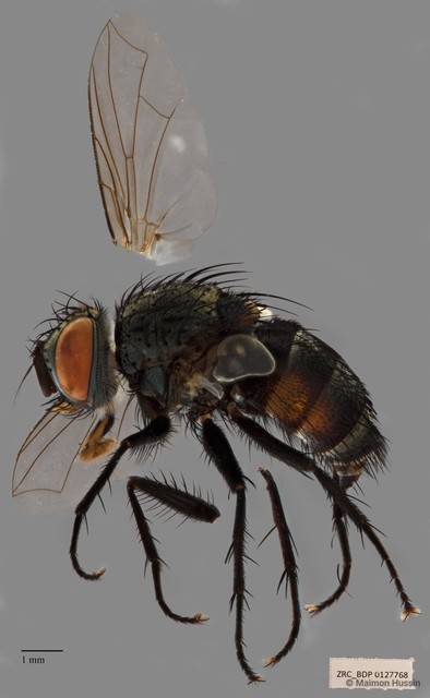 Exoristinae sp. "cf. Blondellini ZRCBDP00127768"•&copy; Maimon Hussin•All Rights Reserved