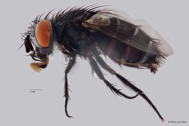 Exoristinae sp. "cf. Drino (Zygobothria) ZRCBDP00019814"•&copy; Phua Jun Wei•All Rights Reserved