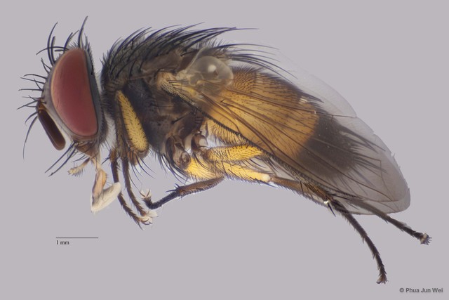 Tachinidae sp. "cf. Euvespivora ZRCBDP00063509"•&copy; Phua Jun Wei•All Rights Reserved