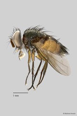 Tachinidae sp. "cf. Euvespivora ZRCBDP00063509"•&copy; Maimon Hussin•All Rights Reserved