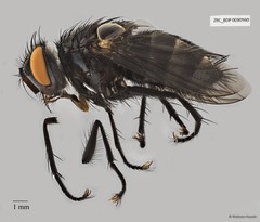 Exoristinae sp. "cf. Lixophaga ZRCBDP0056545"•&copy; Maimon Hussin•All Rights Reserved