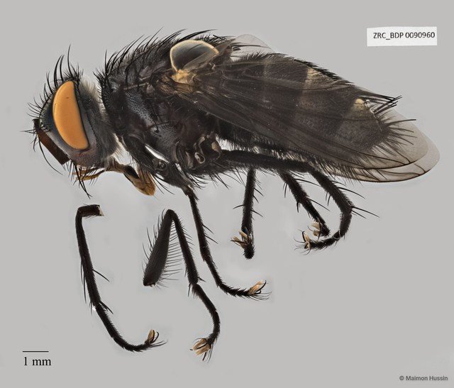 Exoristinae sp. "cf. Lixophaga ZRCBDP0056545"•&copy; Maimon Hussin•All Rights Reserved