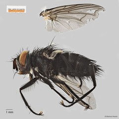 Exoristinae sp. "cf. Lixophaga ZRCBDP0056545"•&copy; Maimon Hussin•All Rights Reserved